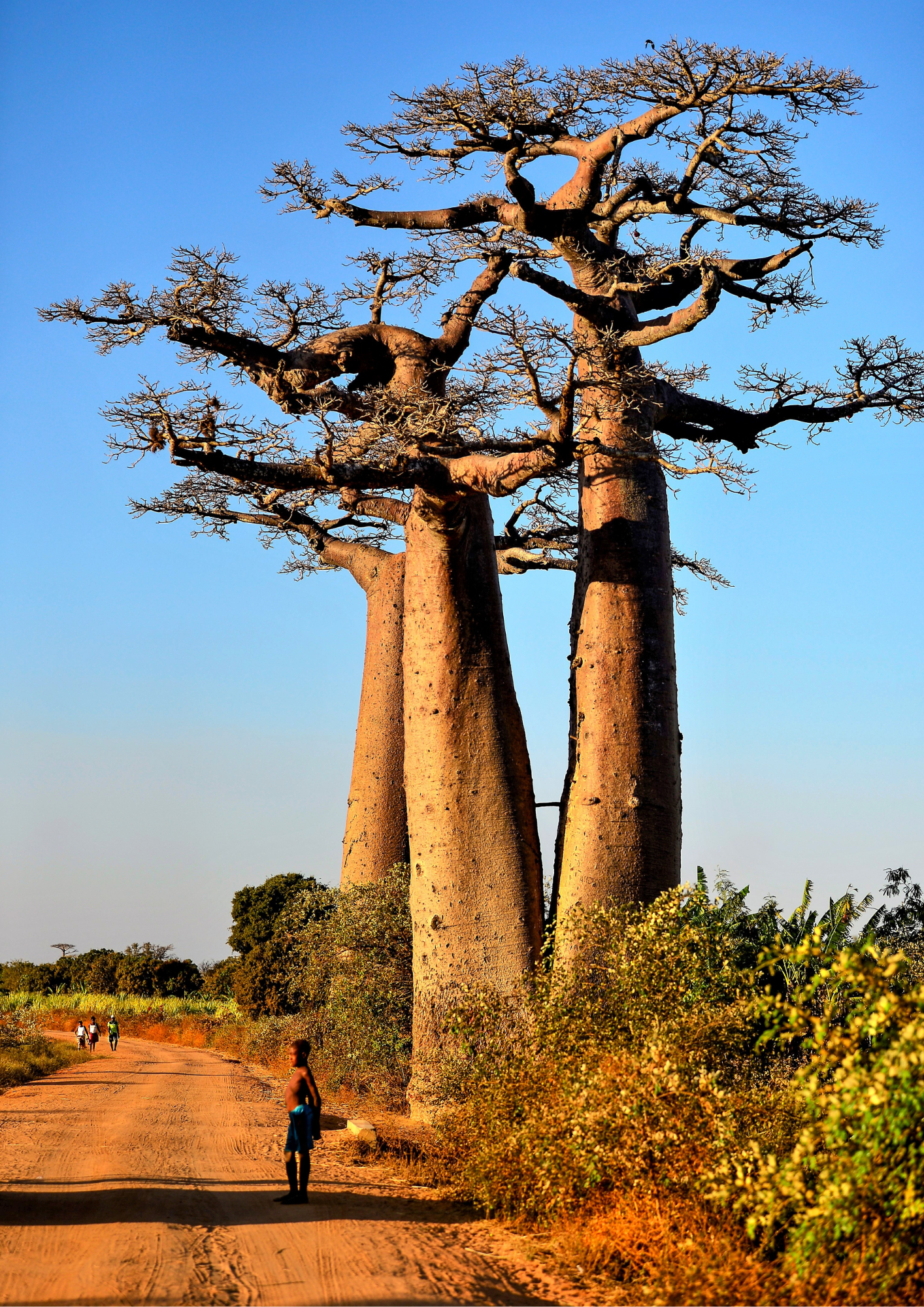 Baobab solitaire au coucher du soleil